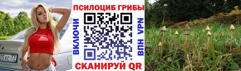 OMG ONION  цены наркотик  сайты даркнета Telegram  Псилоцибиновые грибы Psilocybe  Амурск 